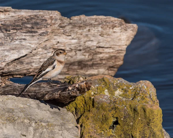 Snow Bunting Perched on a Log — Stock Photo, Image