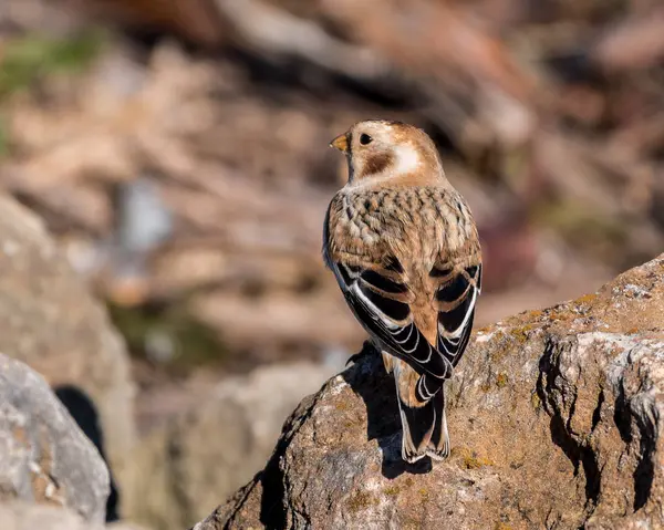 Snow Bunting Perched on a Rock — Stock Photo, Image