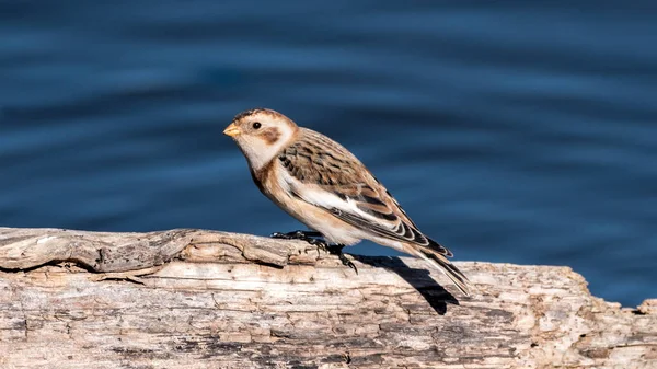 Snow Bunting Perched on a Log — Stock Photo, Image