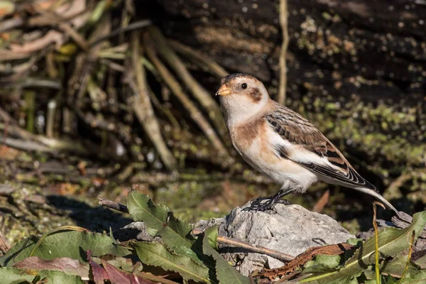 Snow Bunting Perched on a Rock — Stock Photo, Image