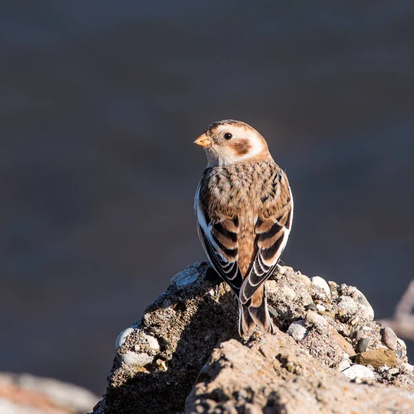 Snow Bunting Perched on a Rock — Stock Photo, Image