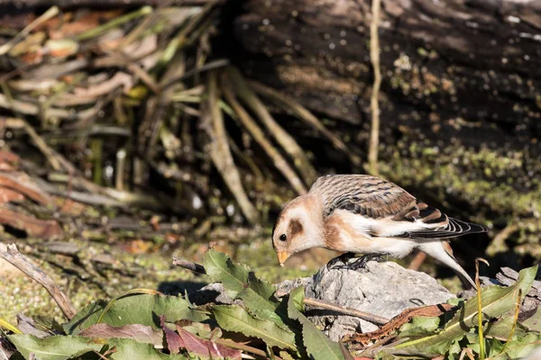 Snow Bunting Searches for Food — Stock Photo, Image