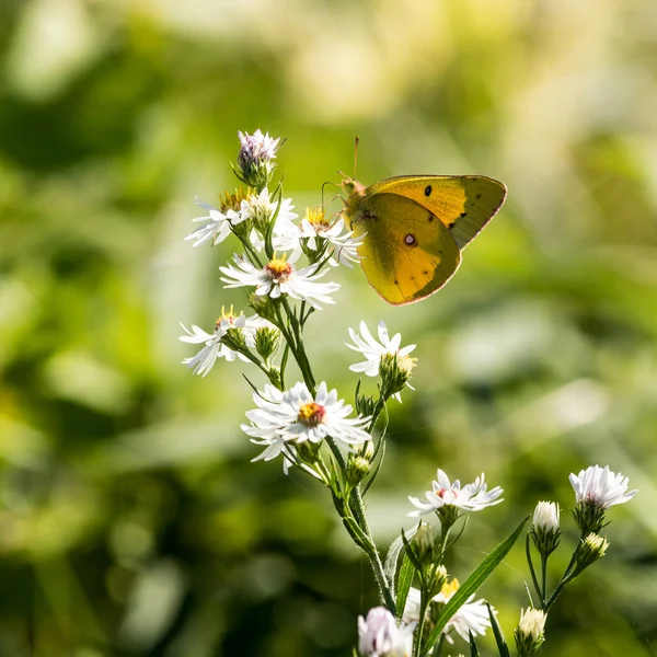 Sulphur Butterfly on a White Flower — Stock Photo, Image
