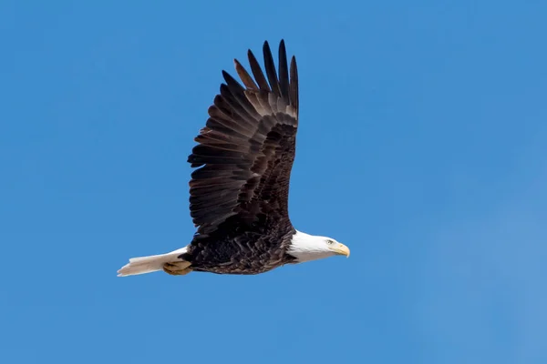 Bald Eagle in Flight — Stock Photo, Image