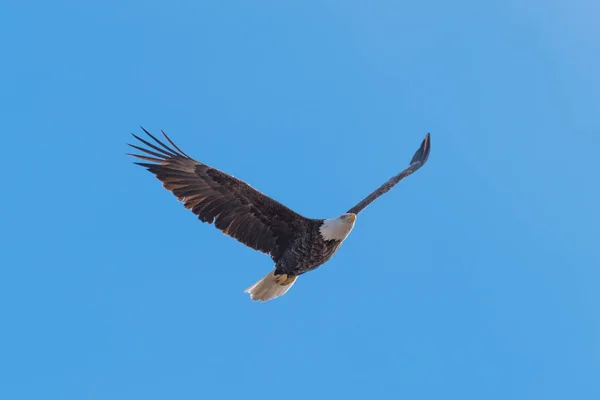 Aquila calva in volo — Foto Stock