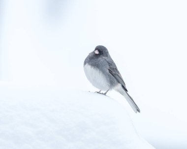Kara gözlü Junko karda