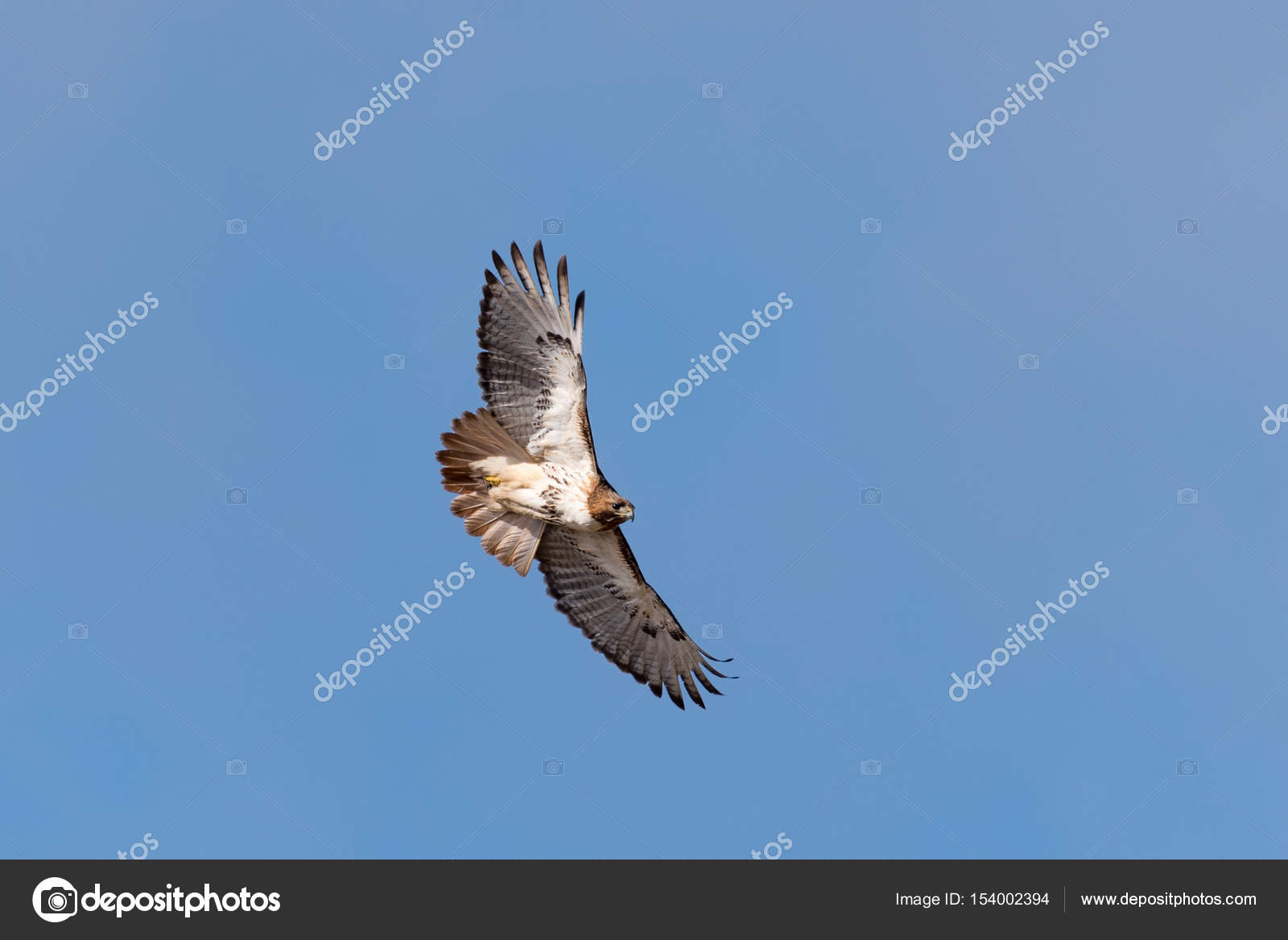 Datos de Ratonero de cola roja, dieta, hábitat e imágenes en Animalia.bio, image size:1600x1168