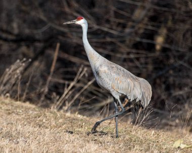 Çim Sandhill crane