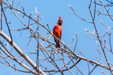 Kuzey Kardinal ağaca tünemiş