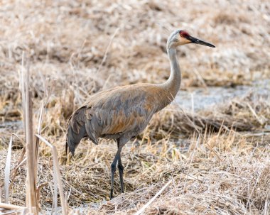 Çim Sandhill crane