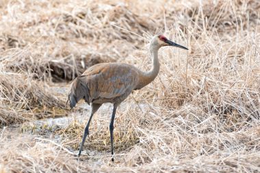 Çim Sandhill crane