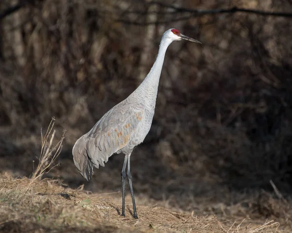 Sandhill Crane in Grass — Stock Photo, Image