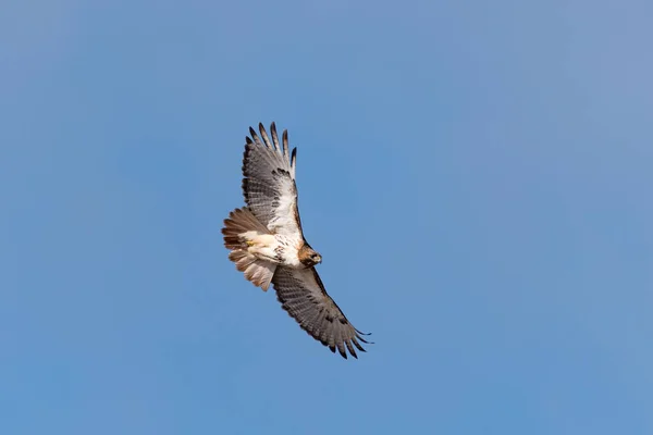 Kırmızı - kuyruklu şahin