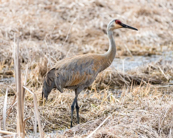 Sandhügelkran im Gras — Stockfoto