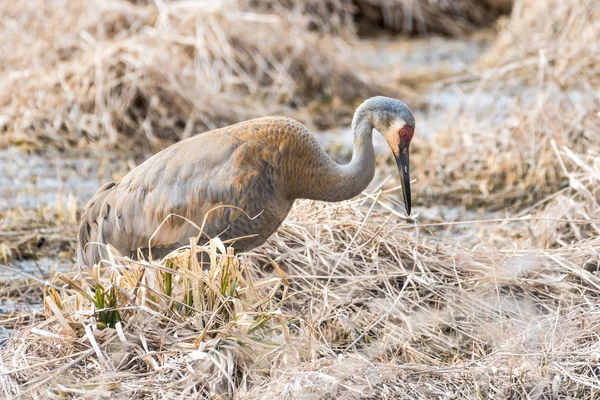 Sandhill Crane in Grass — Stock Photo, Image