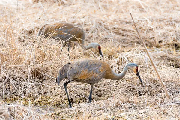 Sandhill Cranes in Grass — Stock Photo, Image