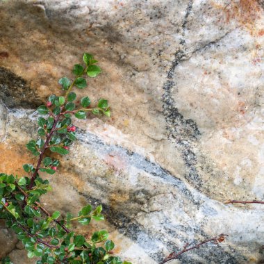 Bir kayaya büyüyen bitki