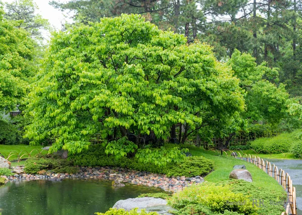 Listnatý strom v japonské zahradě — Stock fotografie