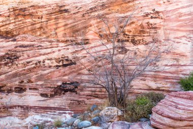 Ölü ağaç ve taş duvar içinde Red Rock Canyon