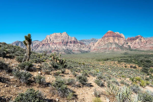 Árvore de Joshua e montanhas em Red Rock Canyon — Fotografia de Stock