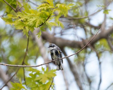 Sarı sağrılı ötleğen ağaca tünemiş