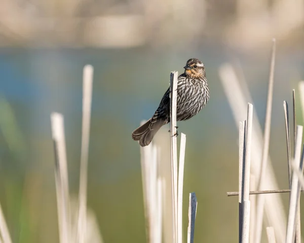 Female Red-winged Blackbird on Perch — Stock Photo, Image