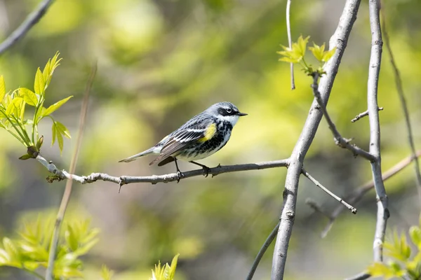 stock image Yellow-rumped Warbler Perched in Tree