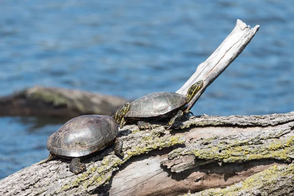 Tortugas pintadas en el registro —  Fotos de Stock