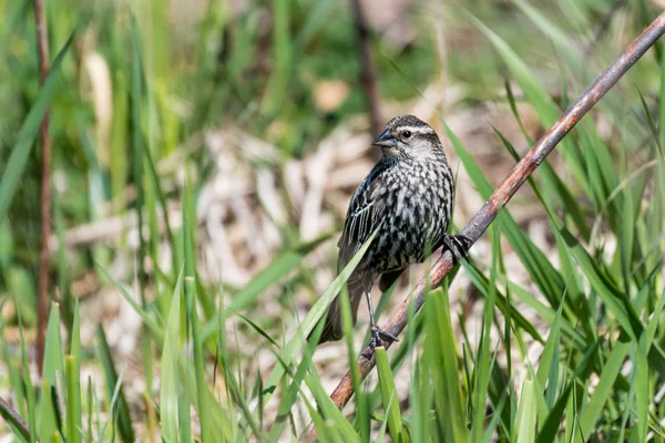 Perched Female Red-winged Blackbird — Stock Photo, Image