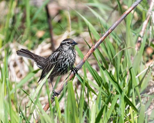 Perched Female Red-winged Blackbird — Stock Photo, Image