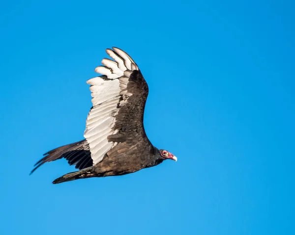 Flying Turkey Vulture — Stock Photo, Image