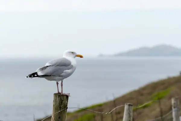 Seagull Stands on a Post in Dingle Peninsula — Stock Photo, Image