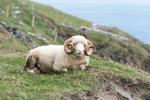 Dingle Yarımadası'nda koyun Ram