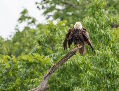 Kel kartal dala tünemiş