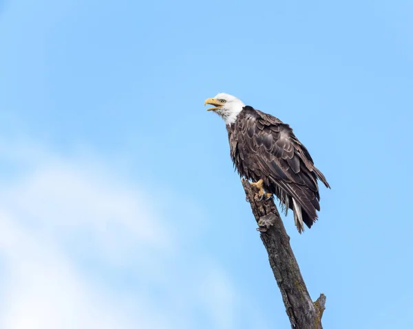 Bald Eagle Perched on Branch — Stock Photo, Image