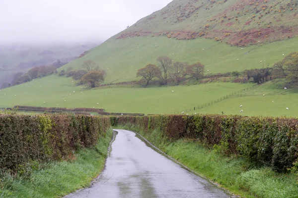 Hedge Lined Country Road Entre Pastagens Ovelhas País Gales — Fotografia de Stock