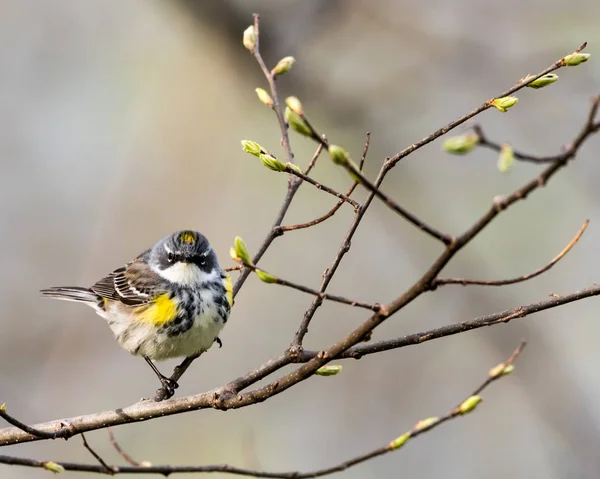 Yellow Rumped Warbler Perched Tree Branch — Stock Photo, Image