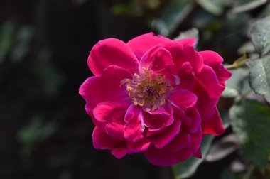 Modern tırmanma pembe Gül