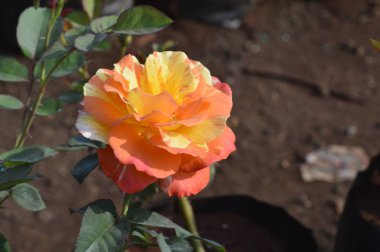 Portakal ve limon gül