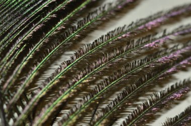 Bir tavus kuşu tüyü closeup