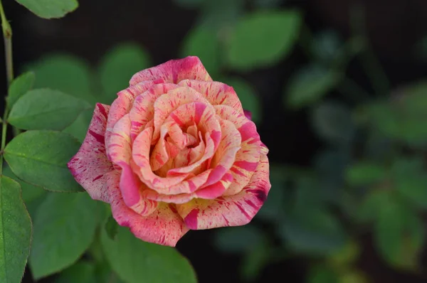 Gallica rose multicolore — Photo