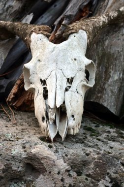 Kafatası bir kayaya ahşap arka plan ile keçi