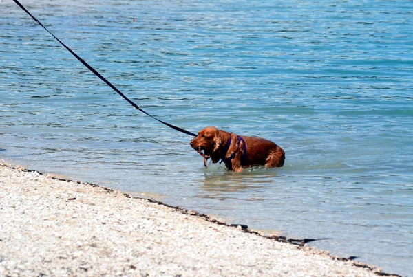 Cão brincando no lago — Fotografia de Stock