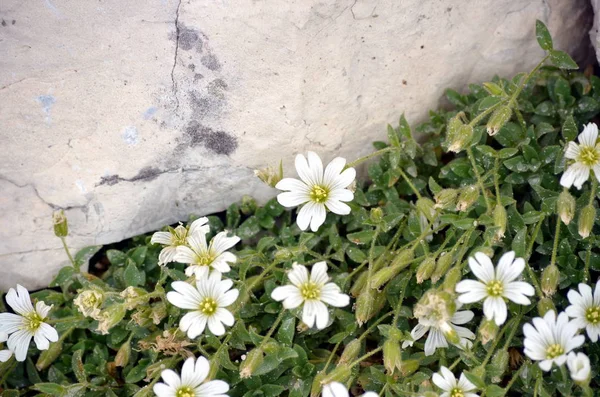 在岩石中生长的白色花朵 — 图库照片