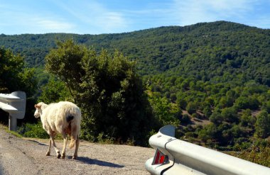 koyunları yolda benim gezisi sırasında çalışan.