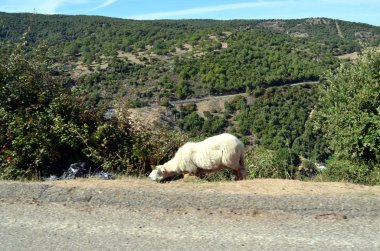 koyunları yolda benim gezisi sırasında çalışan.