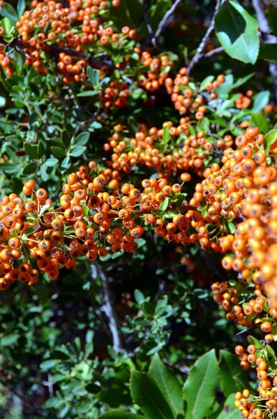 Naranja Rowanberries of Common Sea espino cerval Hippophae rhamnoides —  Fotos de Stock