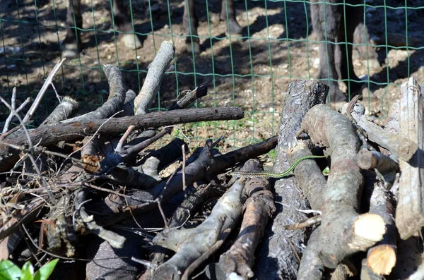 küçük yeşil asma yılan, woodpile Chrysopelea ornata Ahaetulla nasuta