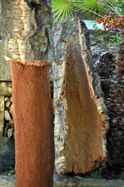 Cork tree - quercus suber - taze hasat kabuğu bir mantar harverster'ın balta, Sardunya İtalya cork hasat tarafından gösterilen