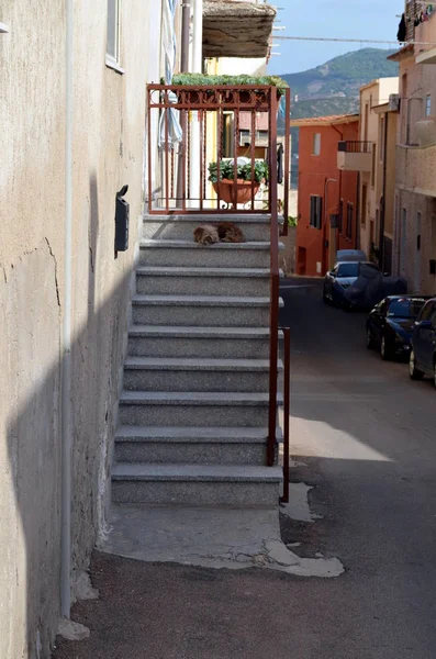 Dog sitting at staircase in Italy to defend his home — Stock Photo, Image